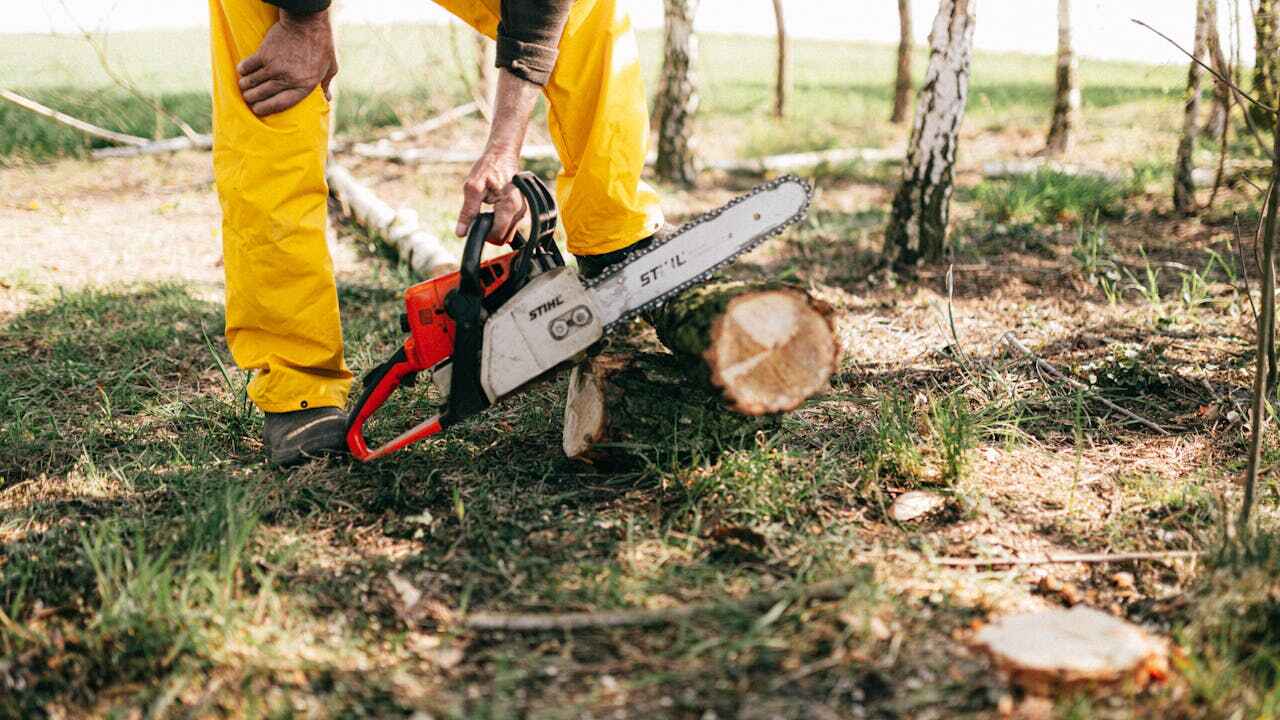 Tree Health Inspection